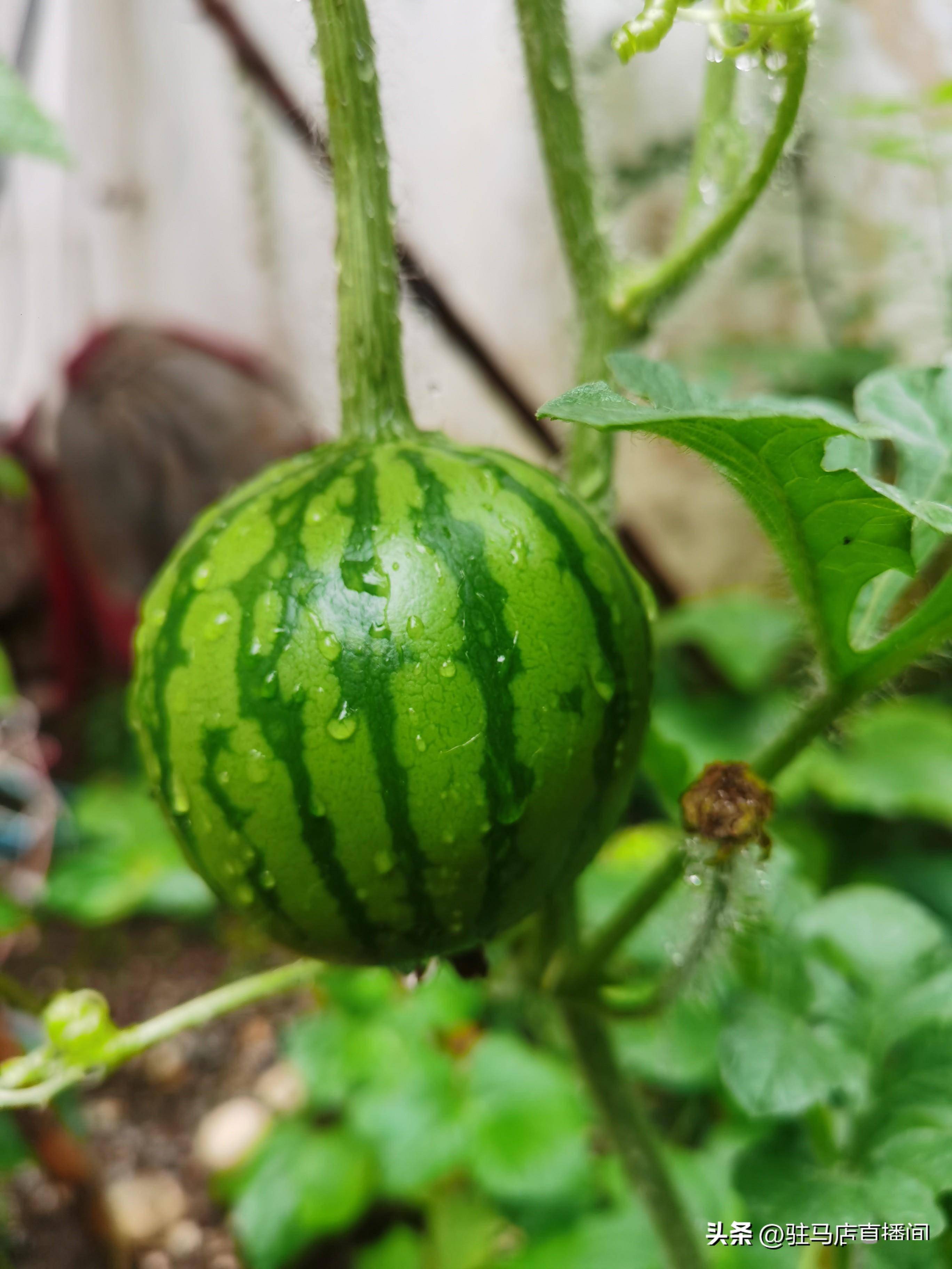 庭院西瓜种植方法(院子里长西瓜好不好)