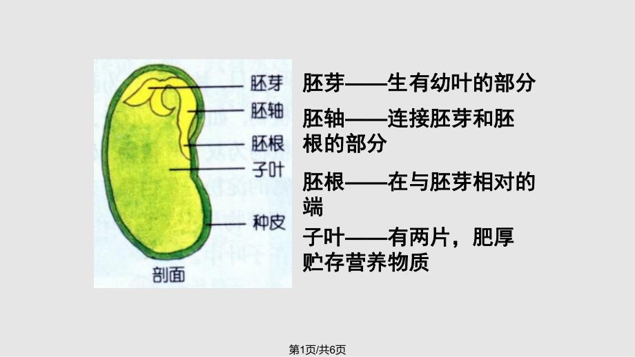 菜豆种子的结构包括(菜豆种子的结构有哪些)
