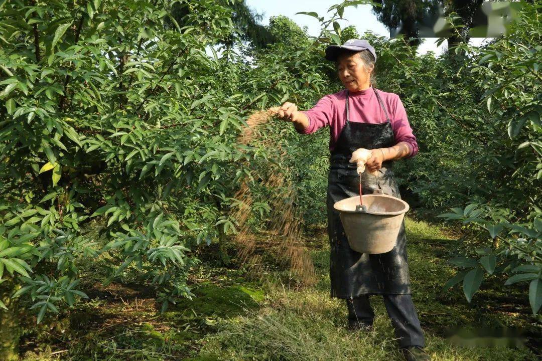 花椒施肥的最佳季节(花椒上什么肥料好?什么季节上最佳)