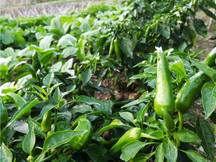 广东78月份适合种什么菜(广东一年四季蔬菜种植时间表)