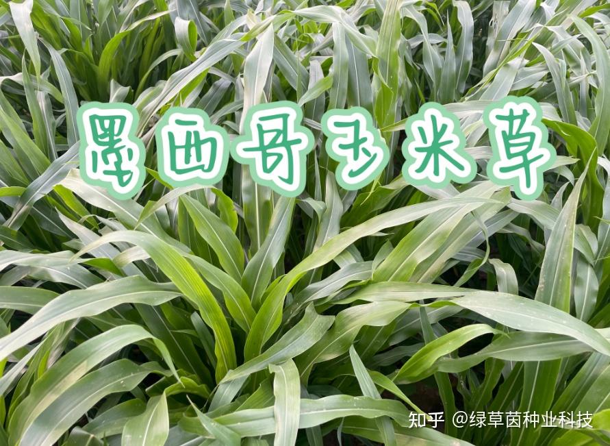 多年生玉米草种植方法(玉米草是多年生牧草吗?)