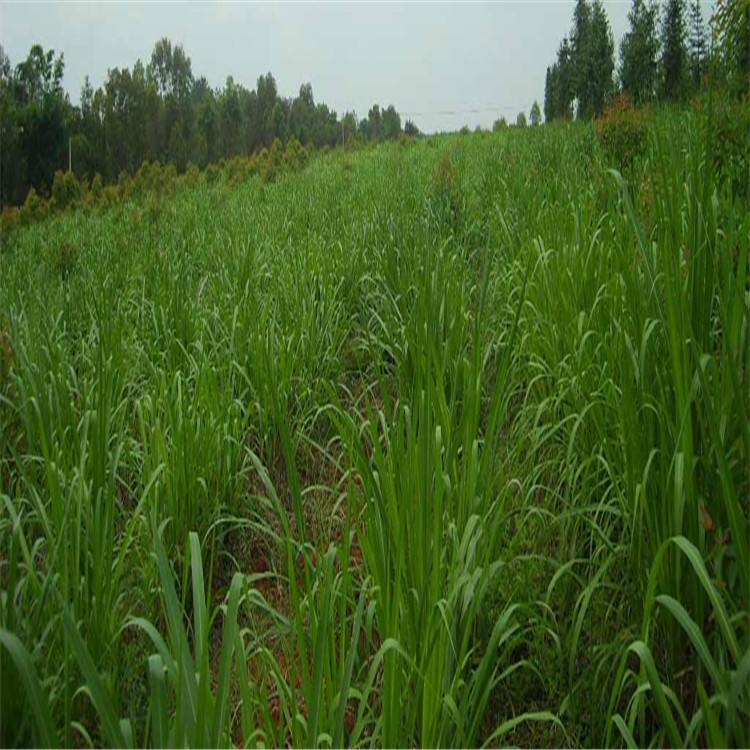 多年生玉米草种植方法(玉米草是多年生牧草吗?)