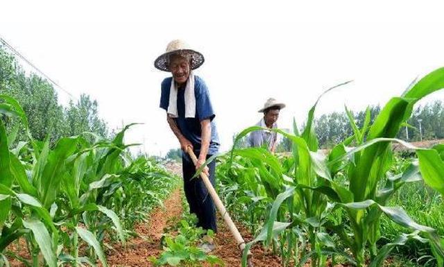 玉米如何种(玉米如何种植才能高产)