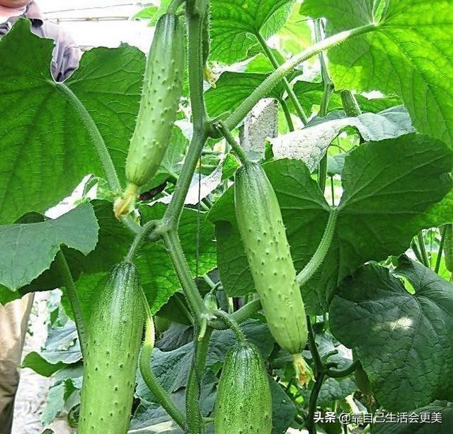 春季可以播种的蔬菜(春季可以播种的蔬菜种子)