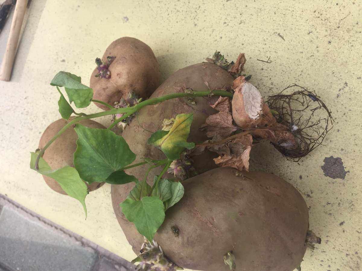 土豆的种法(土豆的种法与种植季节安徽种土豆适合哪个品种)