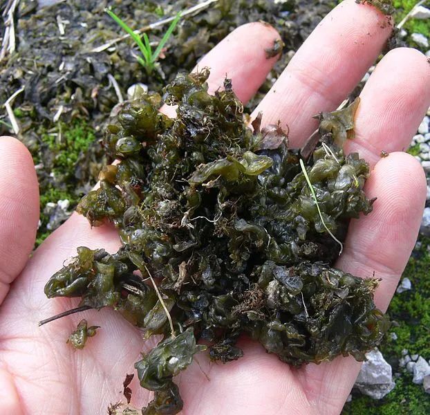 发菜种植技术(发菜种植技术与管理)
