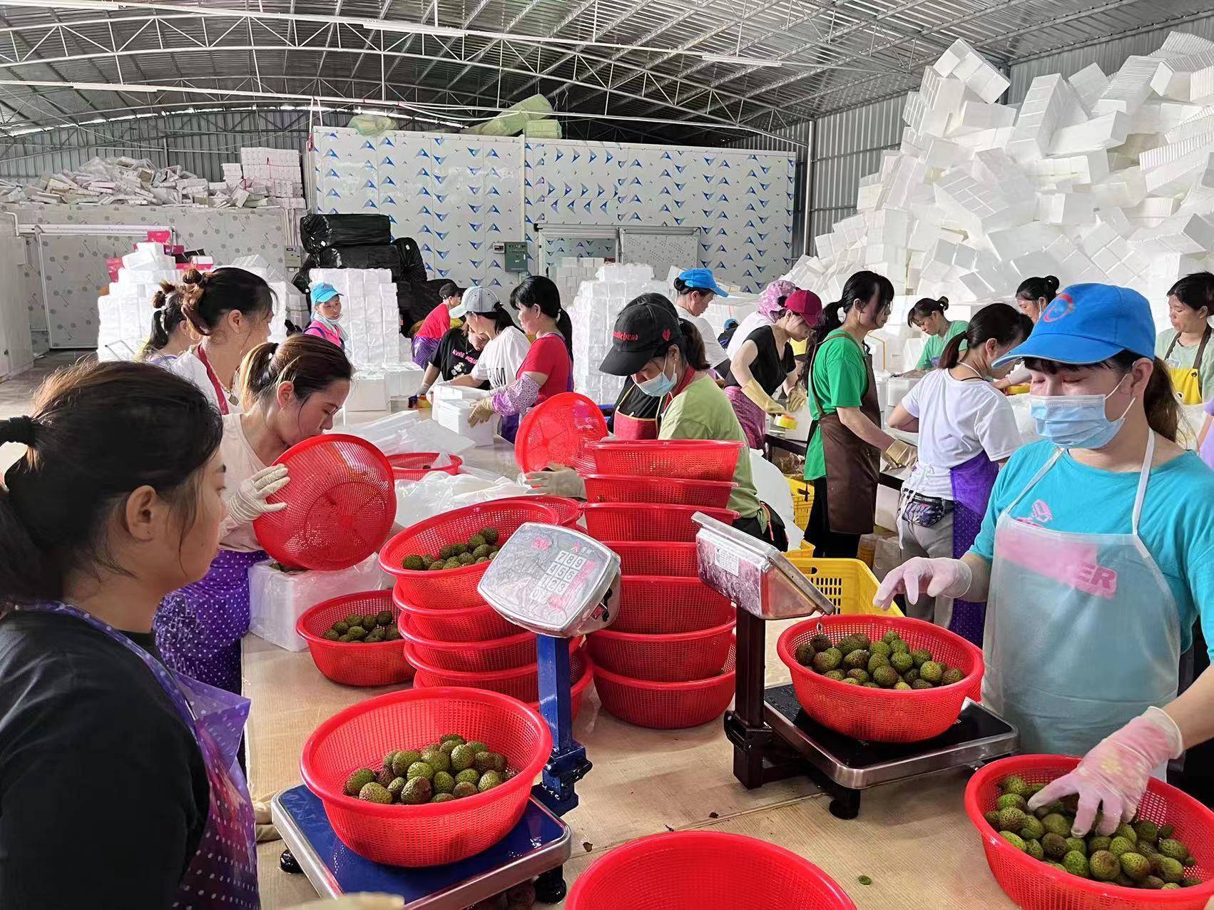 荔枝新技术(荔枝新品种图片)