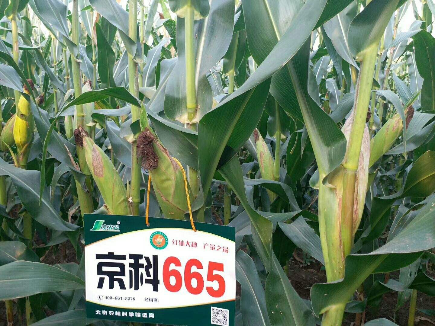 京科627玉米品种介绍(京科627玉米品种介绍中科595)