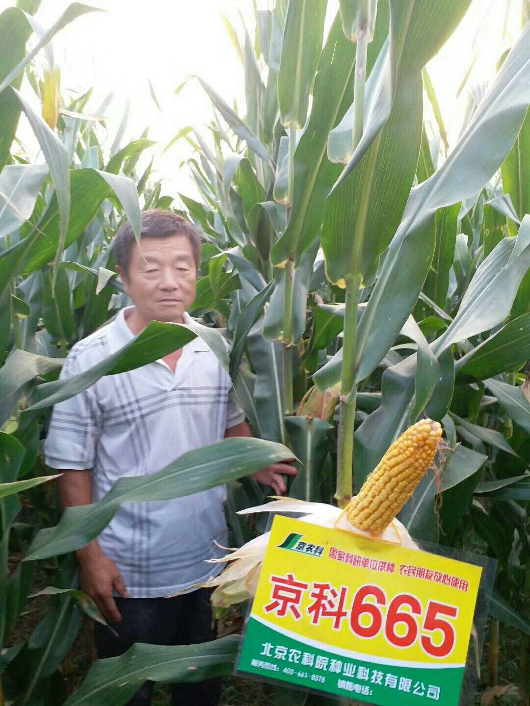京科627玉米品种介绍(京科627玉米品种介绍中科595)