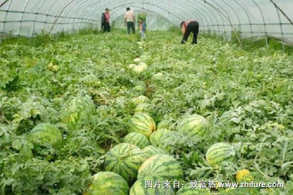 西瓜栽培技术(1)(西瓜栽培技术大全视频种植方法)