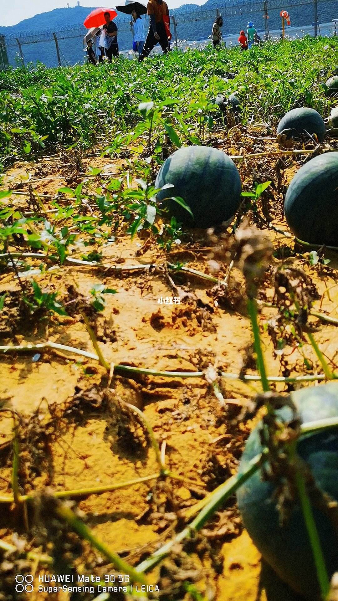西瓜种沙地(沙土地种西瓜)