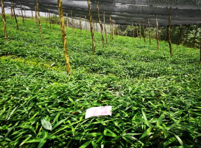 黄精种育苗(黄精种植技术与栽培管理技术)