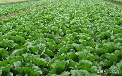 2-3月种植什么蔬菜(二三月份种什么蔬菜好)