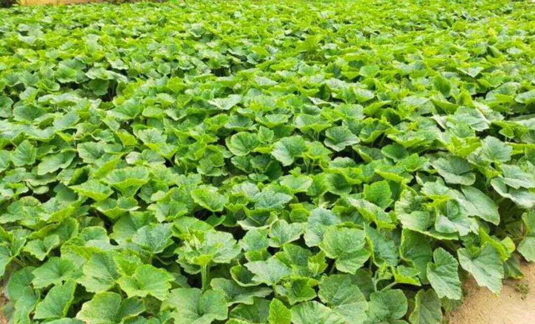 2-3月种植什么蔬菜(二三月份种什么蔬菜好)