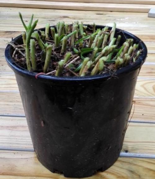 花盆种韭菜用什么肥料(花盆韭菜怎么种才能长得好)