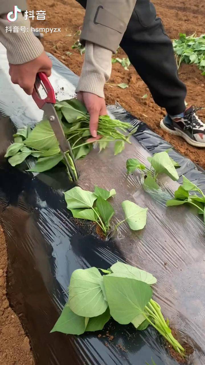 地瓜的栽法(地瓜栽法与管理)
