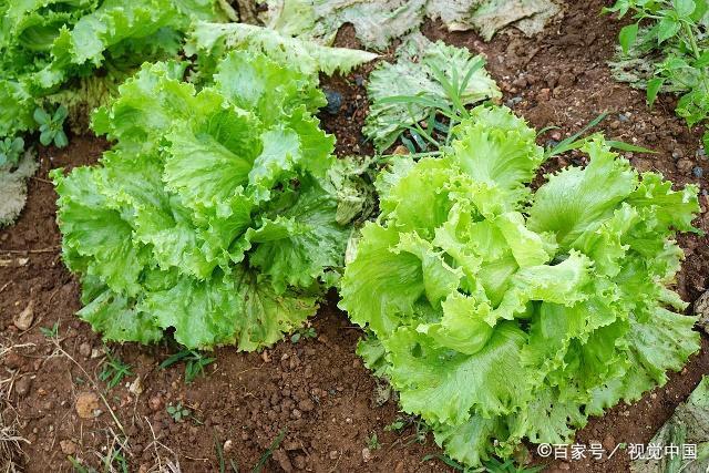 生菜可以在室内种植吗(家里种的生菜可以生吃吗)