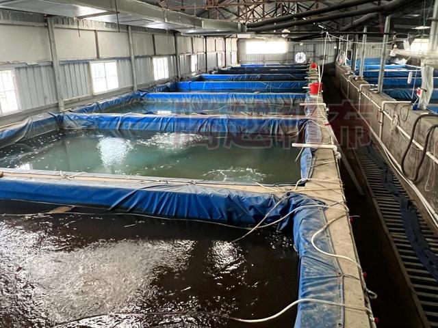 水产工厂化养殖车间(工厂化水产养殖投资成本)