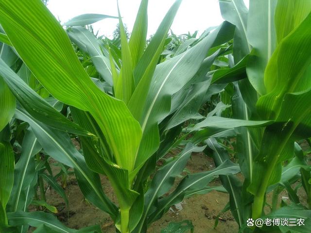 高产抗倒伏玉米种(高产抗倒伏玉米品种)