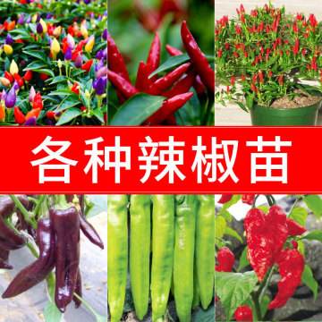 螺丝椒病虫害防治(螺丝椒病虫害防治方法)