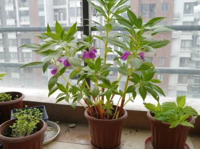 凤仙花盆栽养殖方法(凤仙花盆栽养殖方法打印)