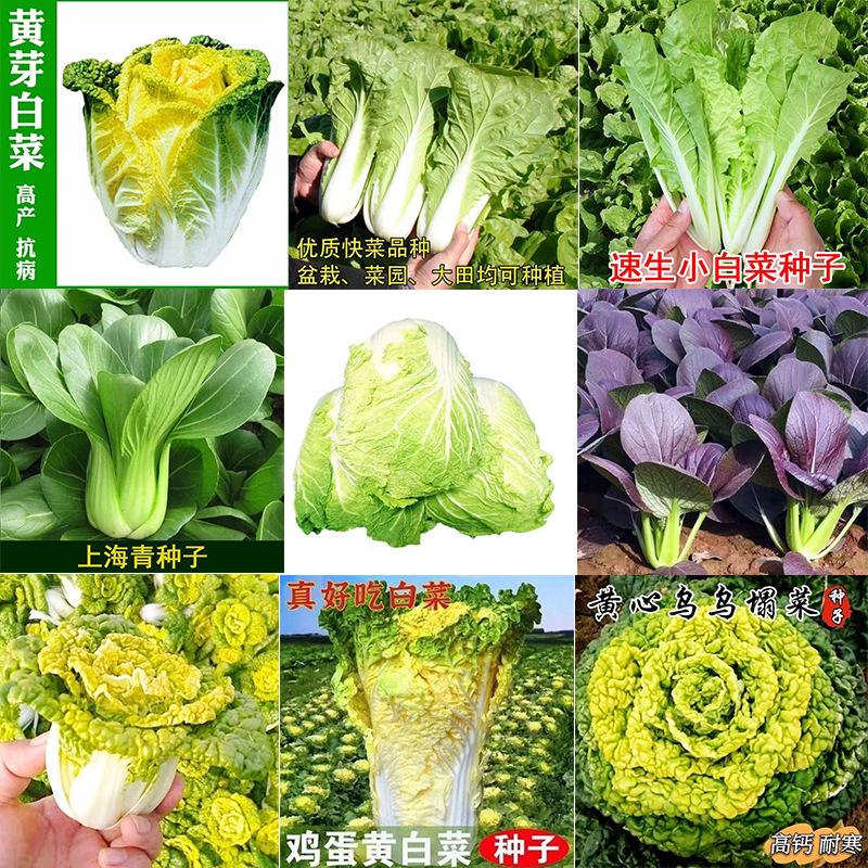 好白菜种子是那些品种(白菜好品种的图片看一看)