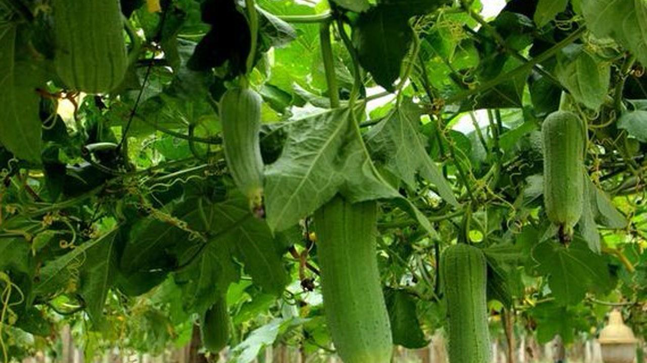 丝瓜种植管理技术和方法(丝瓜种植管理技术和方法,丝瓜的册子怎么处理)