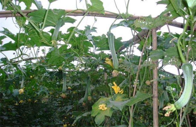 丝瓜种植管理技术和方法(丝瓜种植管理技术和方法,丝瓜的册子怎么处理)