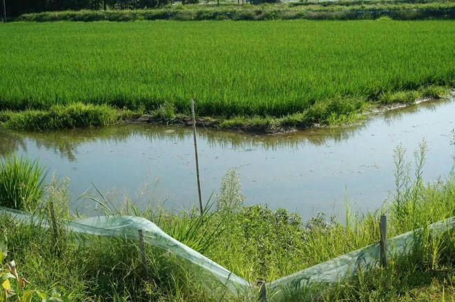 龙虾稻田养殖技术(稻田养龙虾怎么种草)
