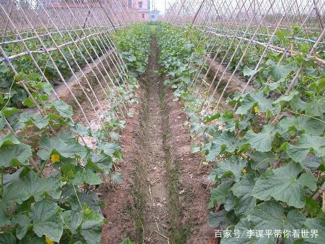 黄瓜种植地(黄瓜种植地温要求)
