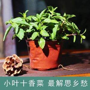 十香菜怎么在阳台种植(十香菜怎么在阳台种植视频)