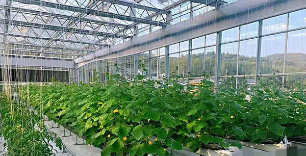 空气种蔬菜(空气种菜的缺点)