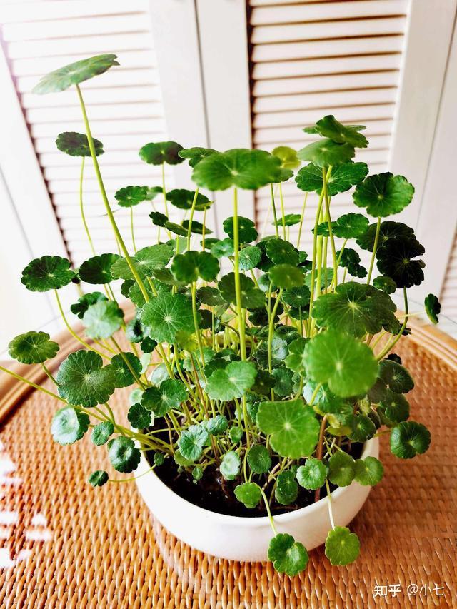 韭菜兰可以水培种植吗(韭菜兰可以水培种植吗视频)