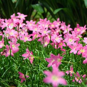 韭菜兰可以水培种植吗(韭菜兰可以水培种植吗视频)