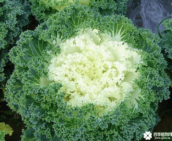 羽衣甘蓝花色(羽衣甘蓝花能吃吗)