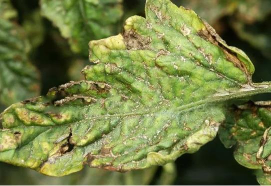 白菜细菌性角斑病(白菜细菌性角斑病的症状)