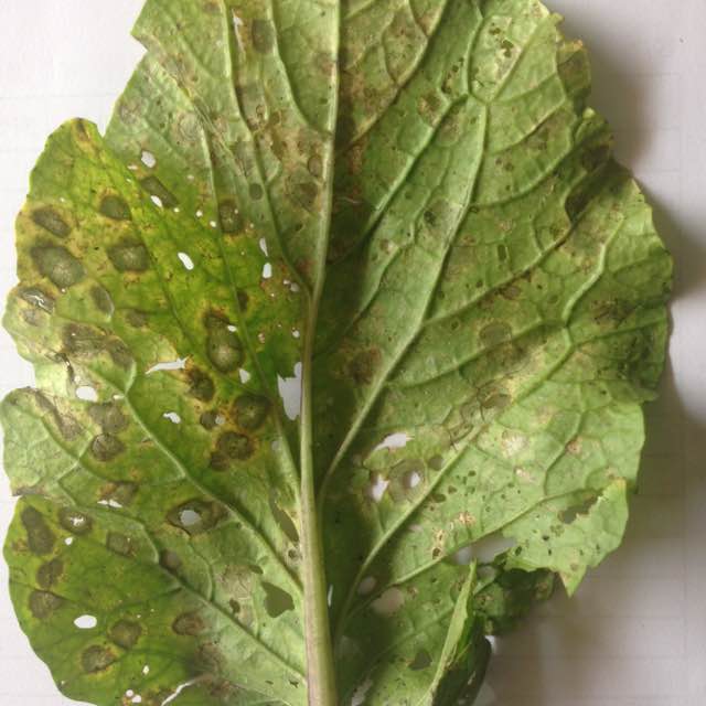 白菜细菌性角斑病(白菜细菌性角斑病的症状)