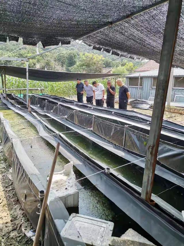 水蛭怎样养殖技术(水蛭养殖技术 视频教程)