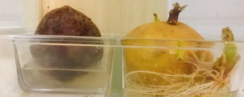 马铃薯基质(基质栽培马铃薯)