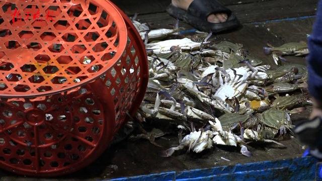 海捕梭子蟹暂养新技术(海捕梭子蟹暂养新技术有哪些)