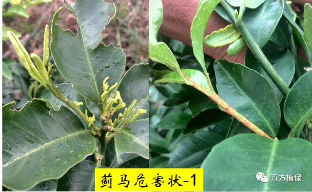 蓟马虫害的防治方法(蓟马虫害的防治方法有哪些)