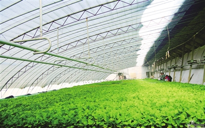 设施蔬菜种植(设施蔬菜种植采收后棚室处理及播前处理)