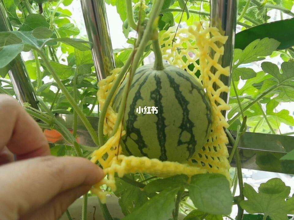 西瓜只能种一季(西瓜为什么只能种一季)