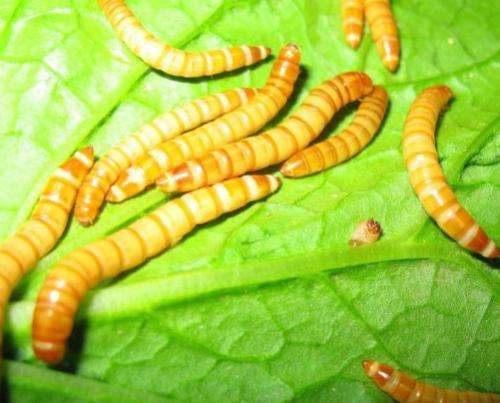 昆虫蛋白虫的养殖技术(昆虫蛋白虫的养殖技术要点)