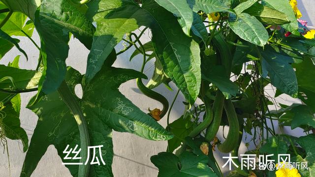 我种的丝瓜(我种的丝瓜为什么是苦的)