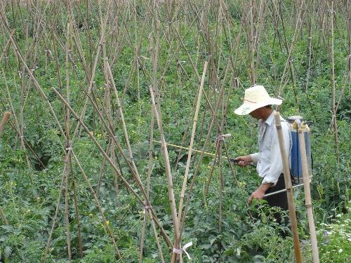 西红柿种植剪枝(西红柿苗如何修剪)