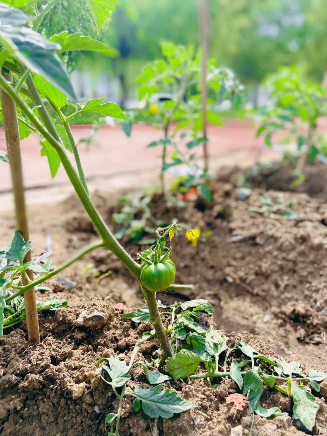 西红柿种植剪枝(西红柿苗如何修剪)