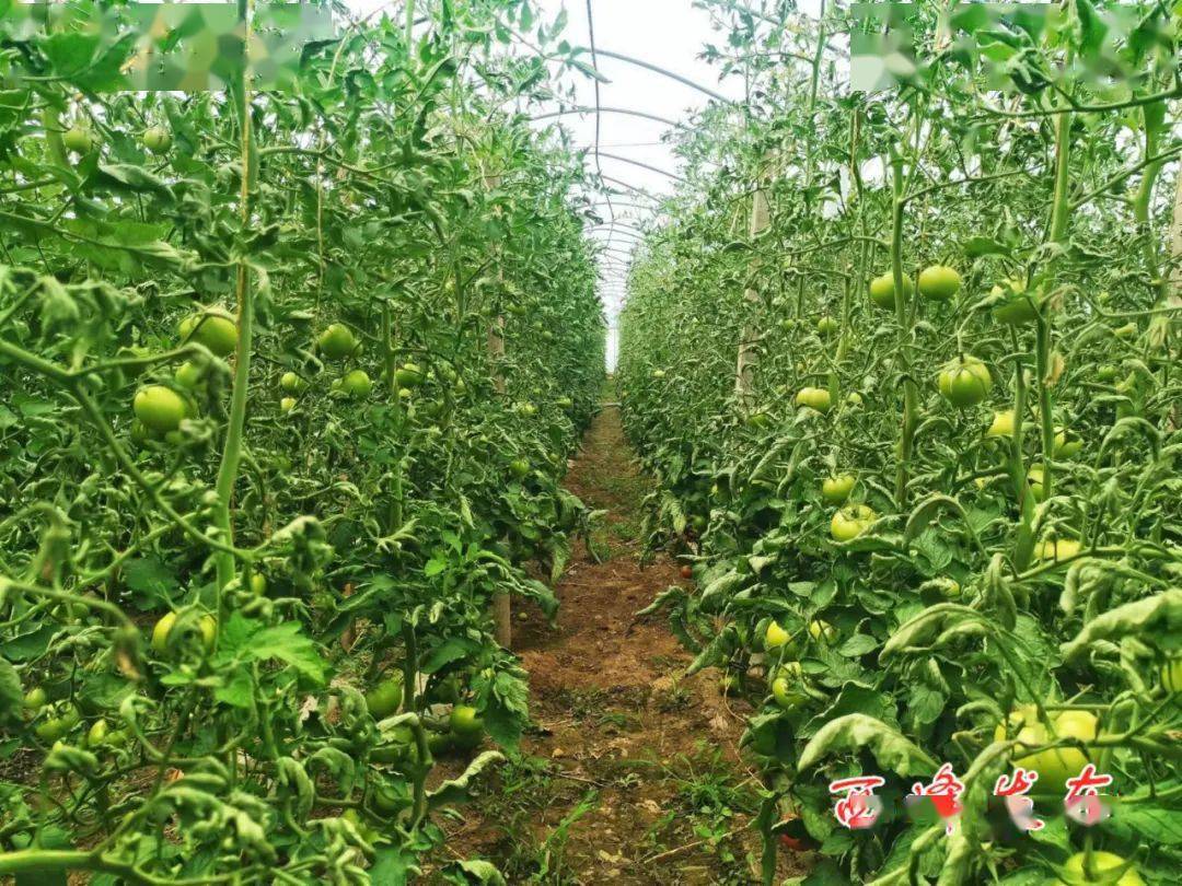 大棚蔬菜西红柿种植技术(大棚蔬菜西红柿种植技术要点)