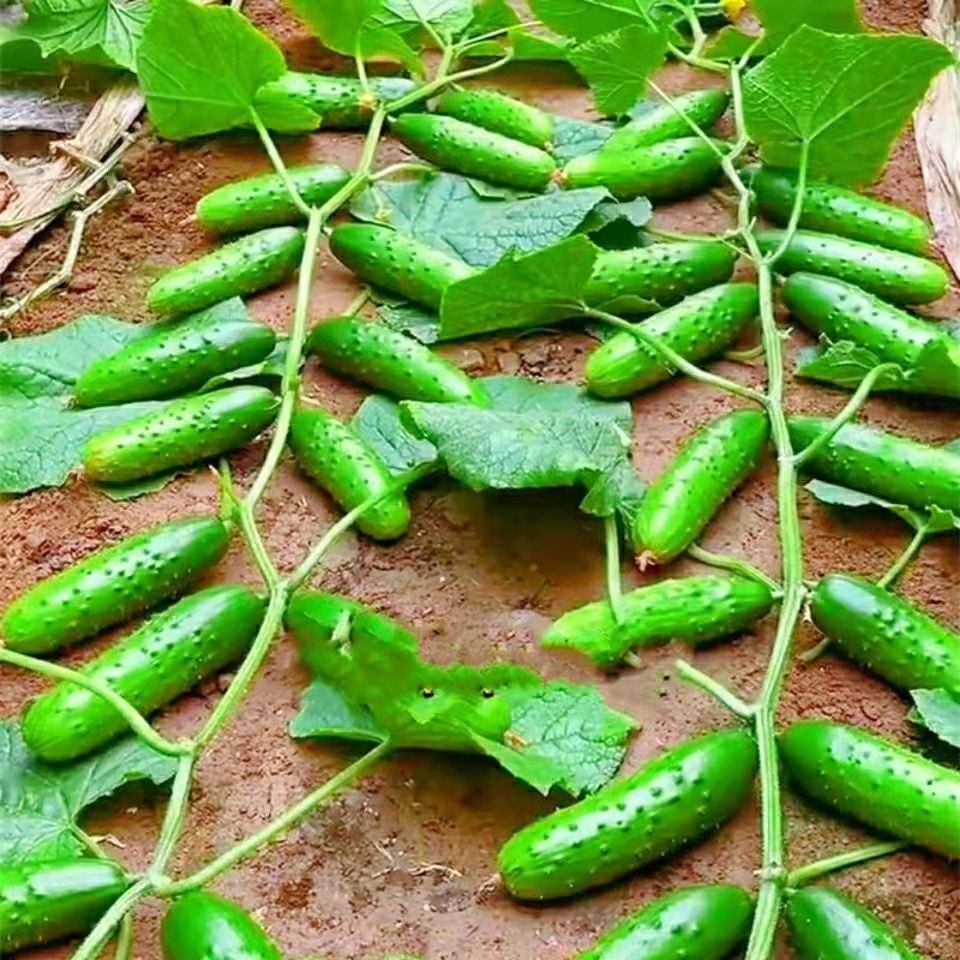 黄瓜播种的季节(黄瓜播种的季节是几月份)