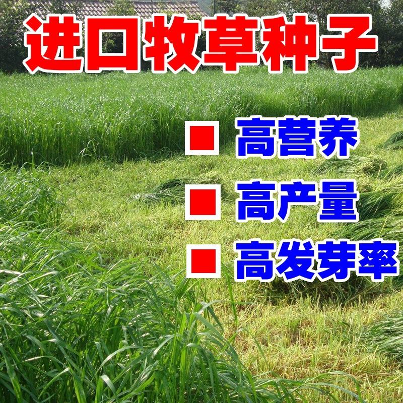 草种播种(草种播种密度)